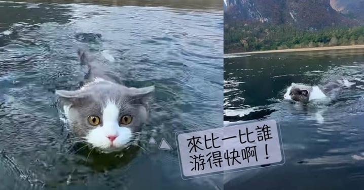 不怕水的貓！來看游泳健將如何在水裡展現身手~「貓刨式」泳姿見過嗎？