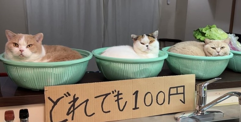 喵：奴才怎麼那麼興奮？