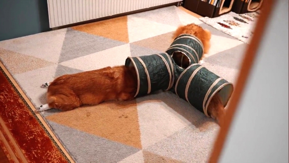 喵：是時候解散啦！