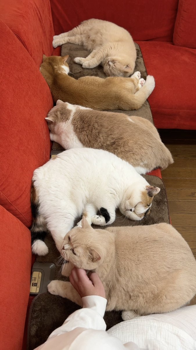 喵：奴才還算有點良心啦！