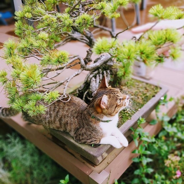 喵：健康生活由此開始囉