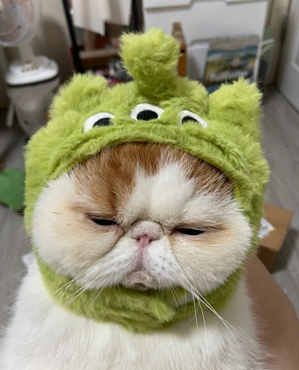 喵：你確定朕喜歡嗎？