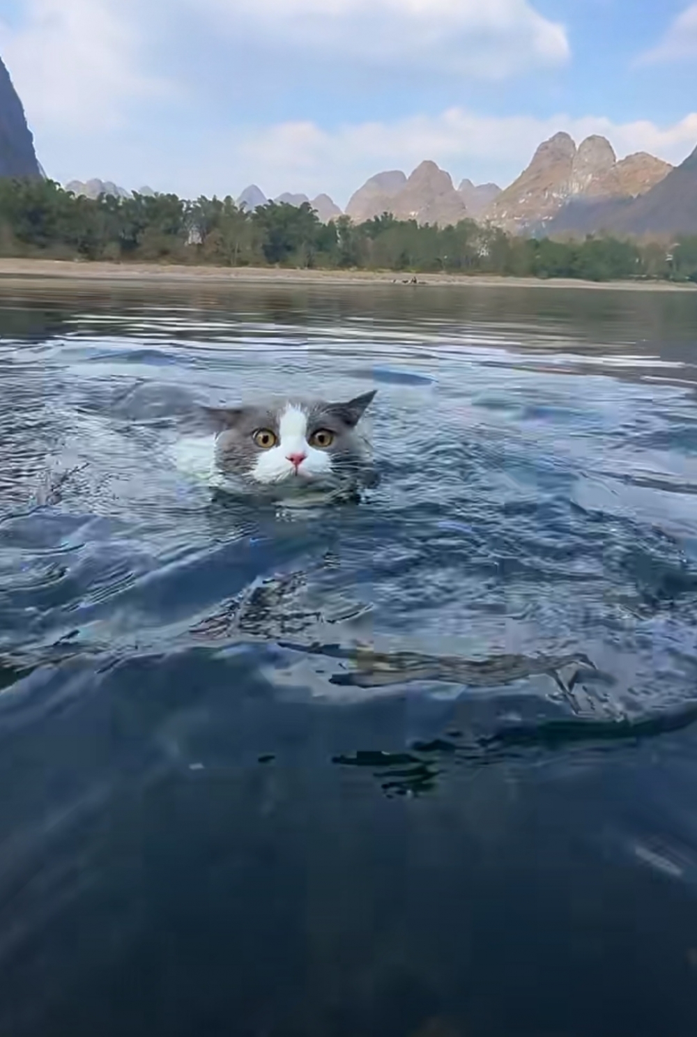 喵：朕一點都不害怕啦