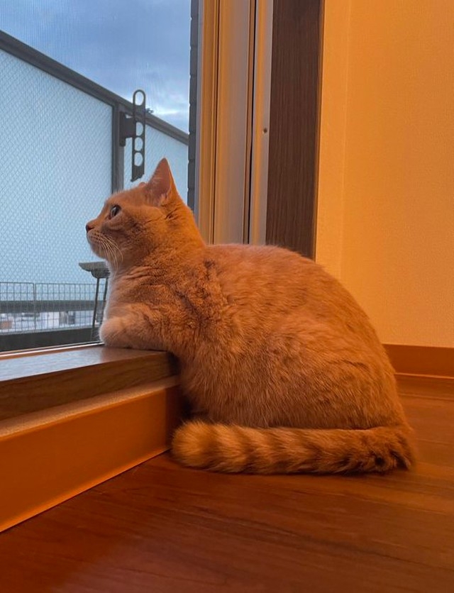 喵：這是朕對你的信任啊！