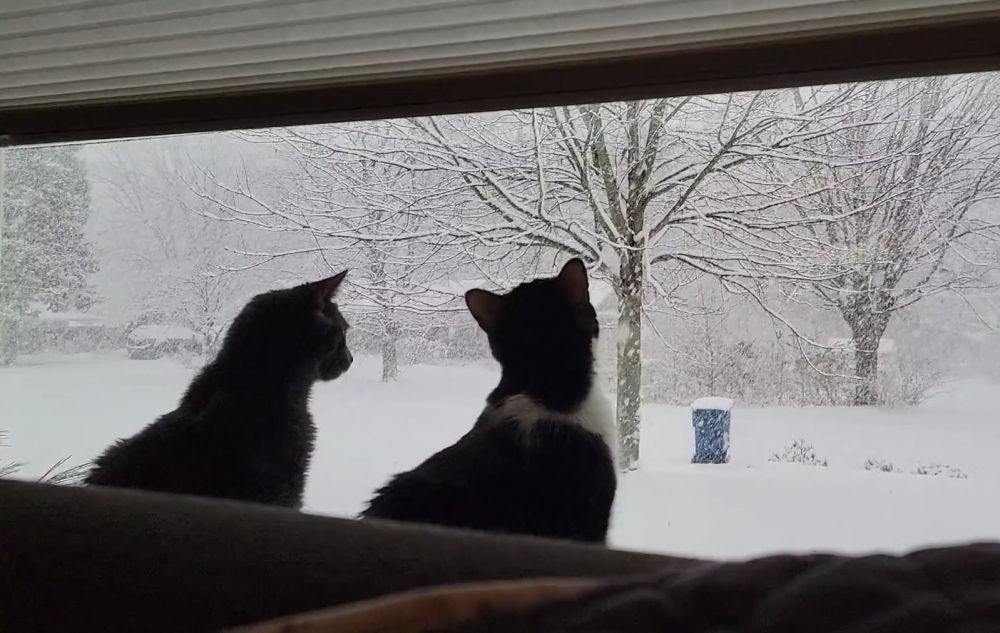 奴才：暴風雪過去後就帶你們出去玩吧