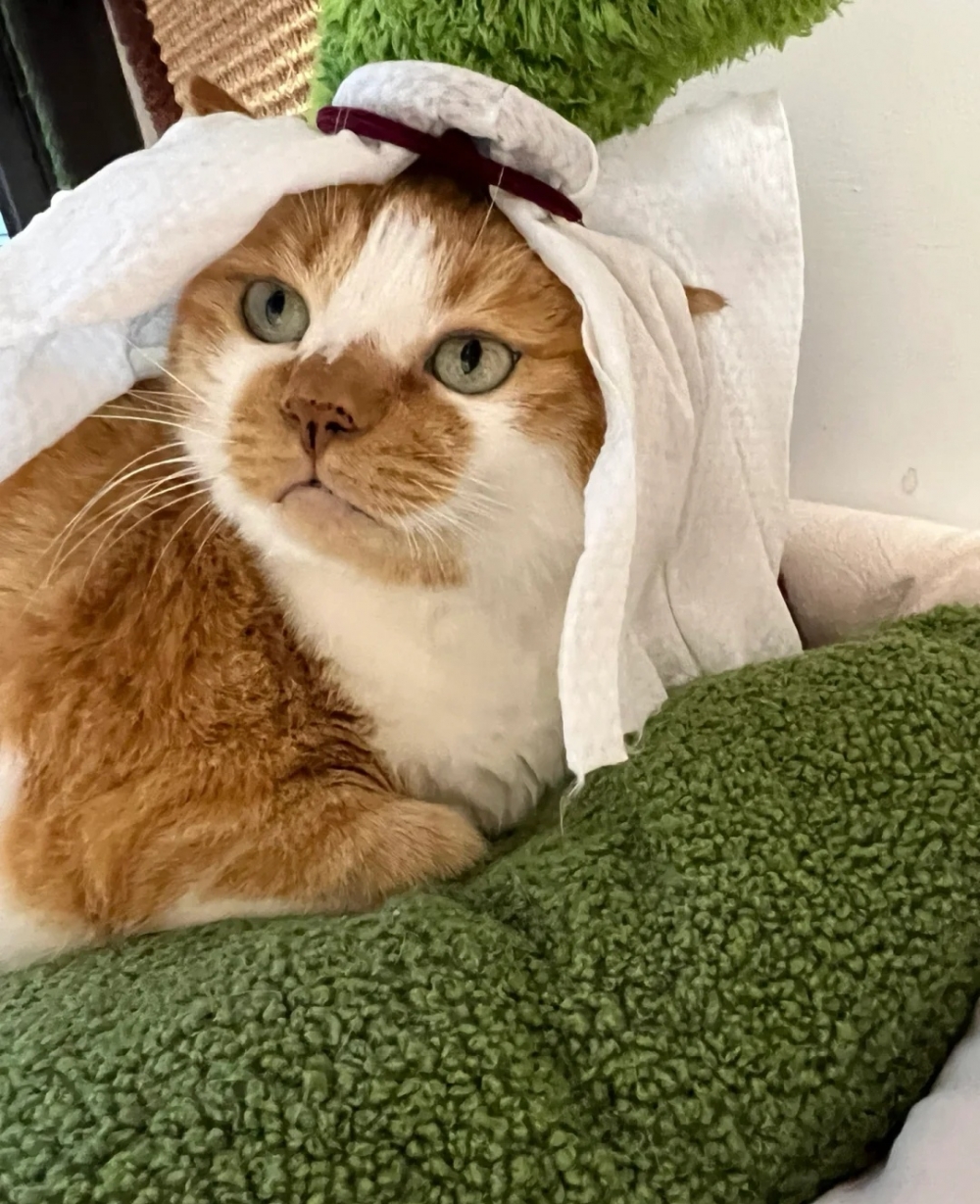 奴才:這個機會還是我給你的誒~