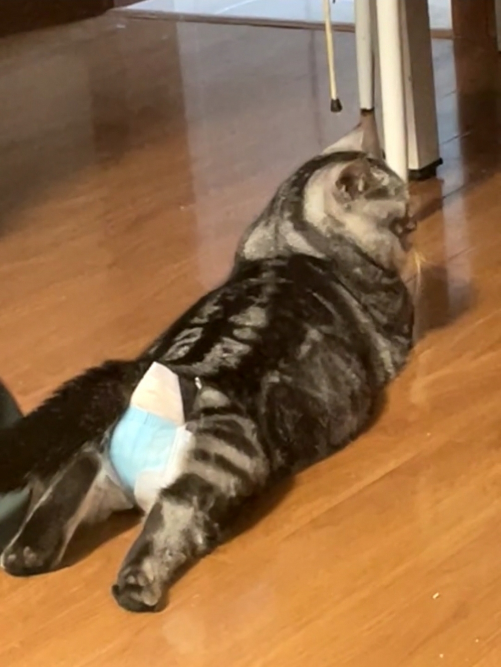 喵：哼！沒臉見人了