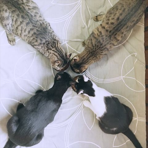 喵：是朕不配跟著一起去嗎？