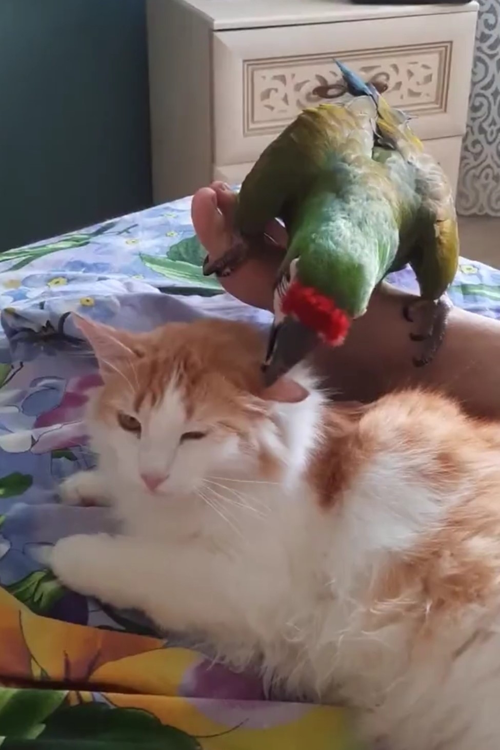 鸚鵡:你是我的第一個好朋友誒