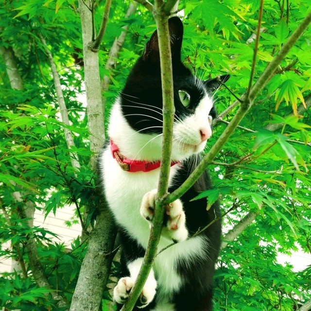 奴才：歡迎來到這個家