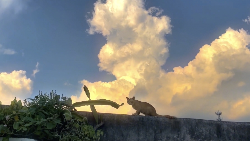 奴才：看鏡頭，給你拍張照