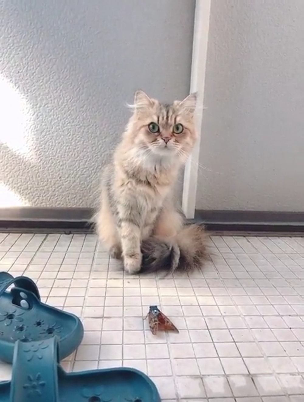 奴才：別！等下飛起來就完了