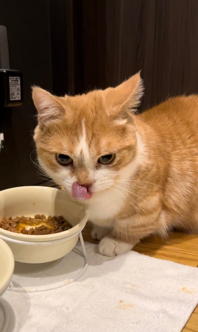 奴才：已經餓到不知道如何是好了嗎?