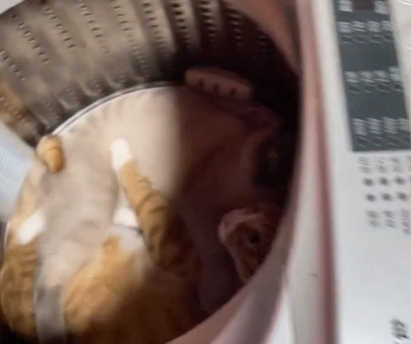 奴才：你們真是「好基友」啊