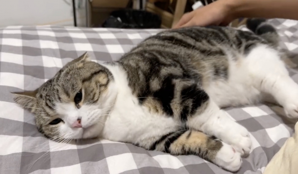 奴才：我都上手了你還不起床