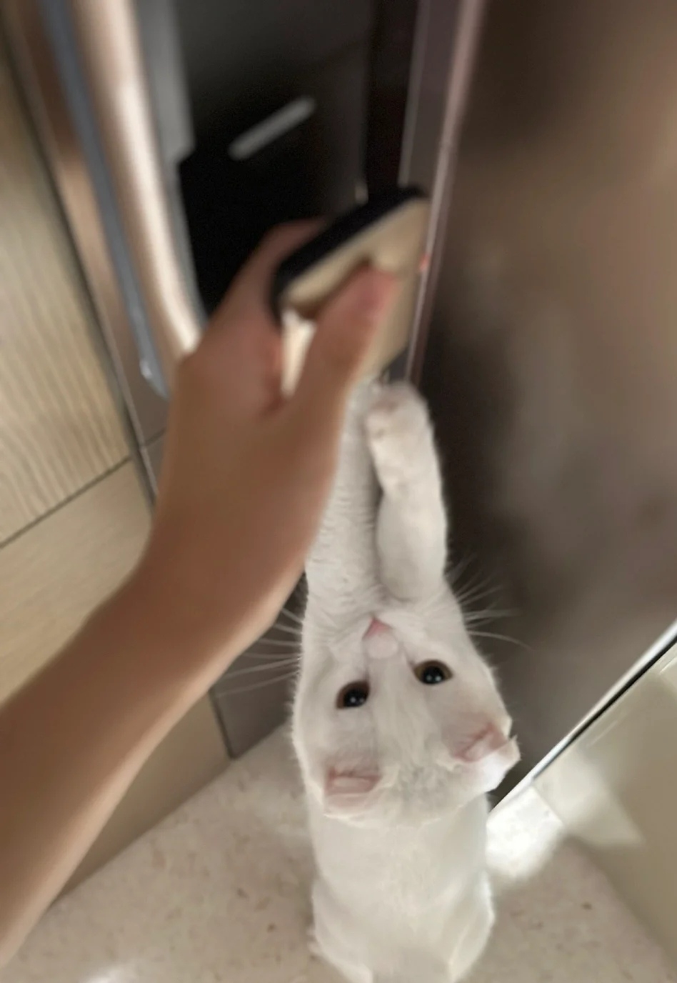 喵：真的不出門嗎？