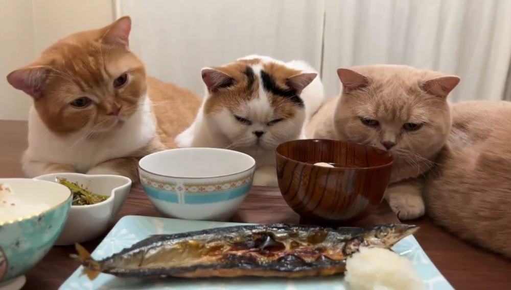 奴才：好吧~下次一定準備多一份給你們噠