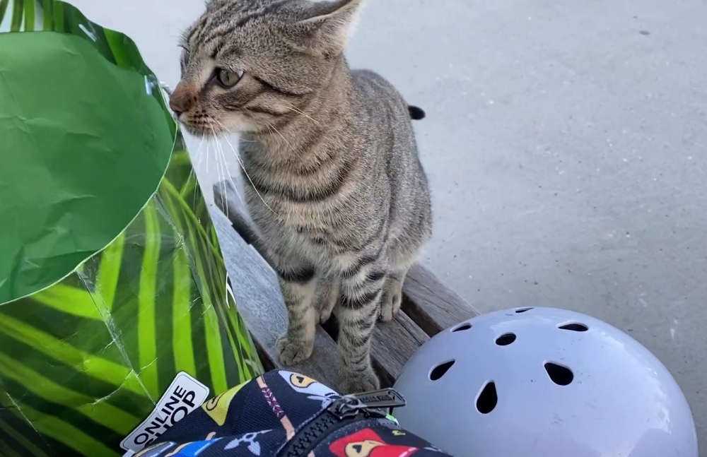 奴才：原來你跟著我就是為了這個袋子喔