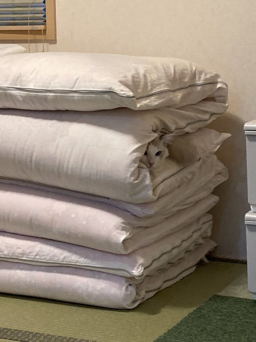 奴才：突然那麼安靜肯定會發現呀