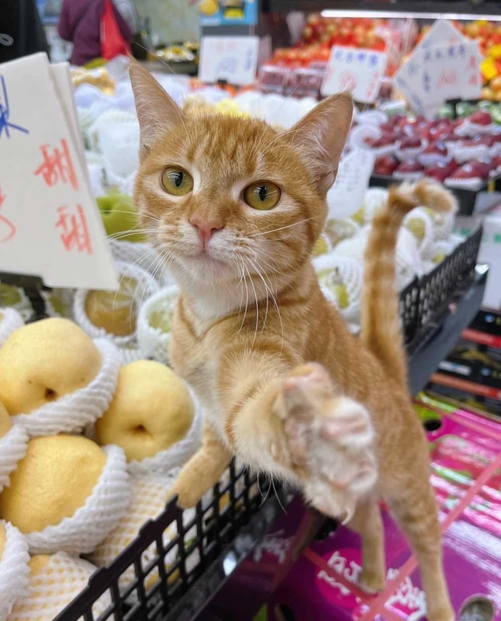 喵：沒問題~鏡頭是這裡嗎