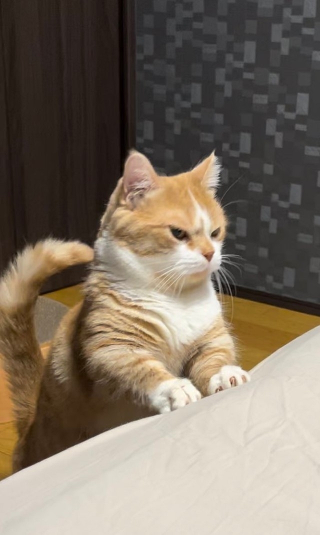 奴才：那麼著急幹嘛啦！