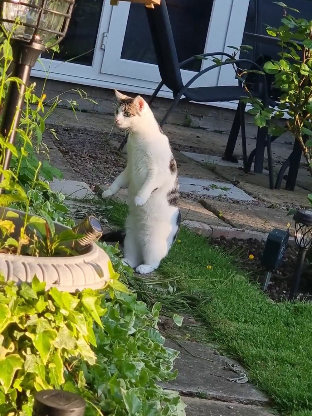 喵：不站起來看不到啦