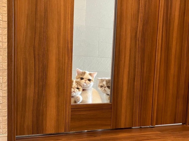 喵媽媽：在看什麼啊？