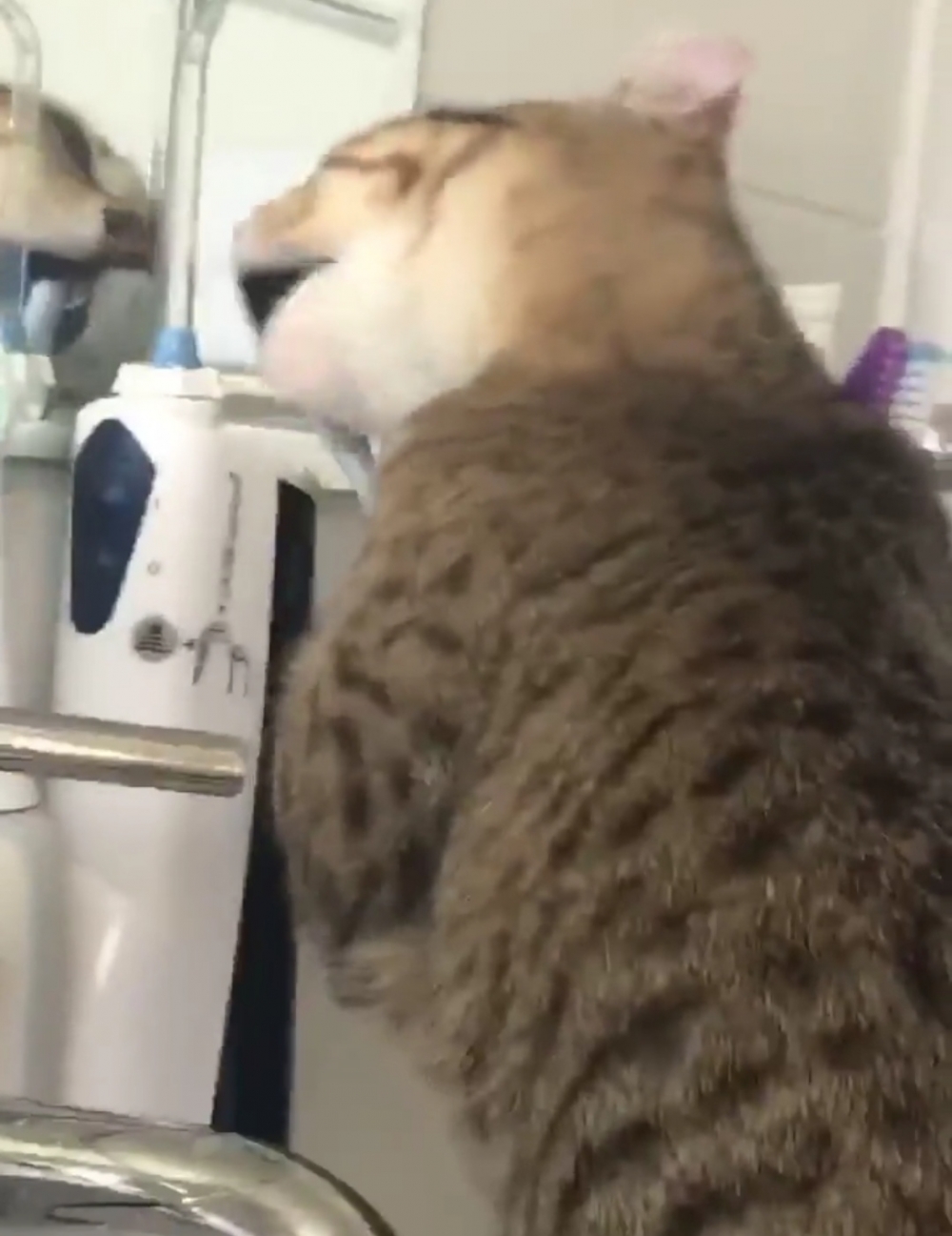 奴才：好啦好啦~馬上幫你刷