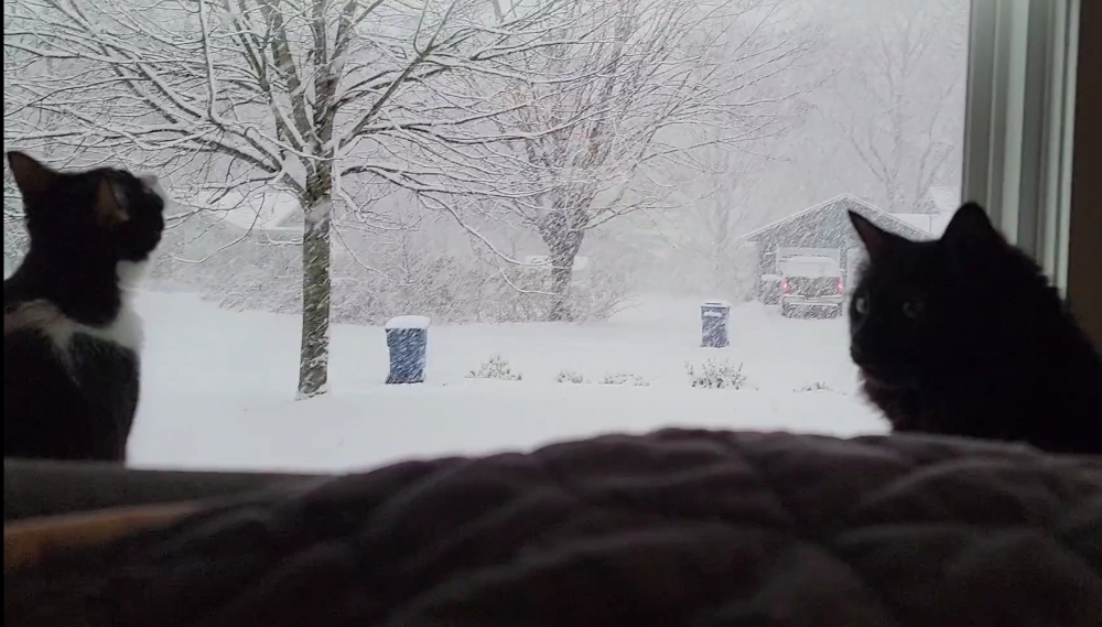 奴才：真是性格不同的三隻喵主子啊