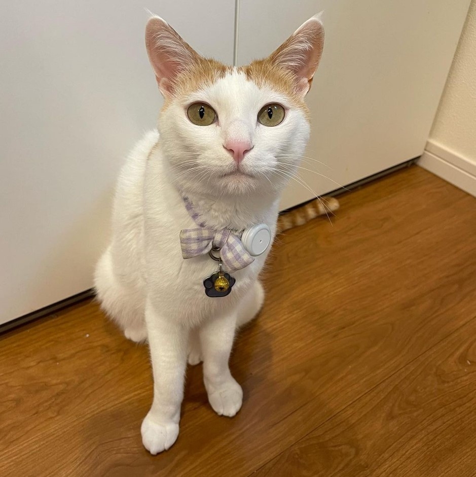 奴才無言以對了啦