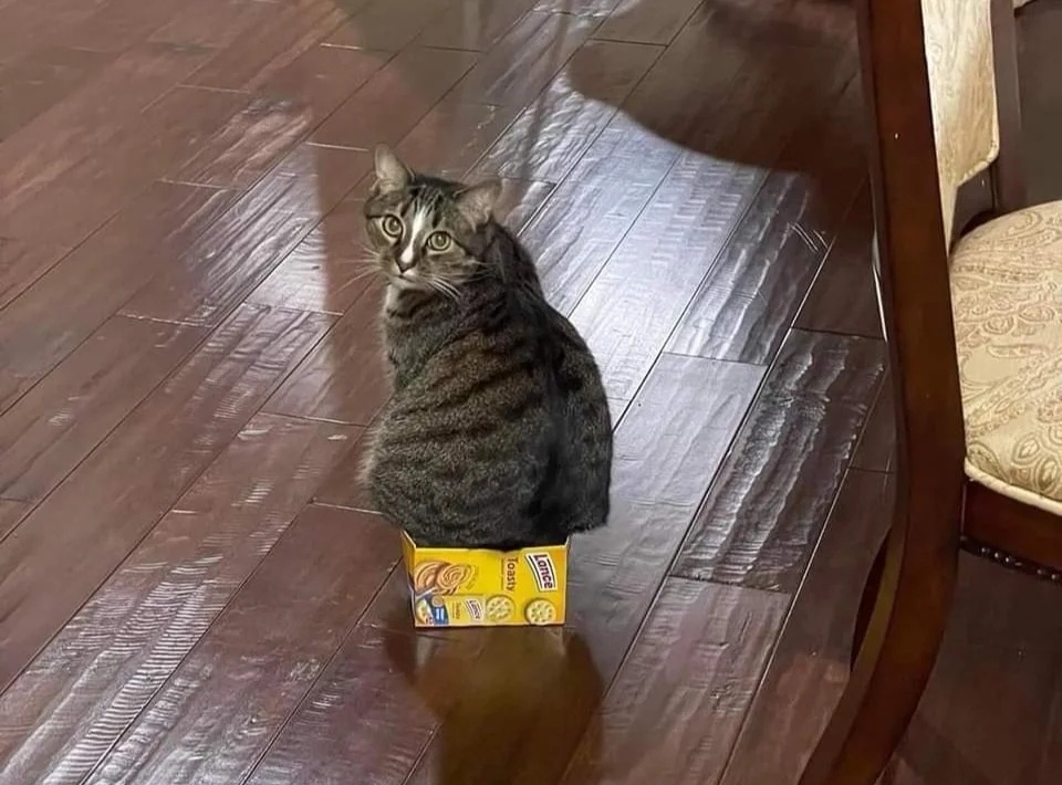 奴才：天生麗質就是可以那麼豪橫啦