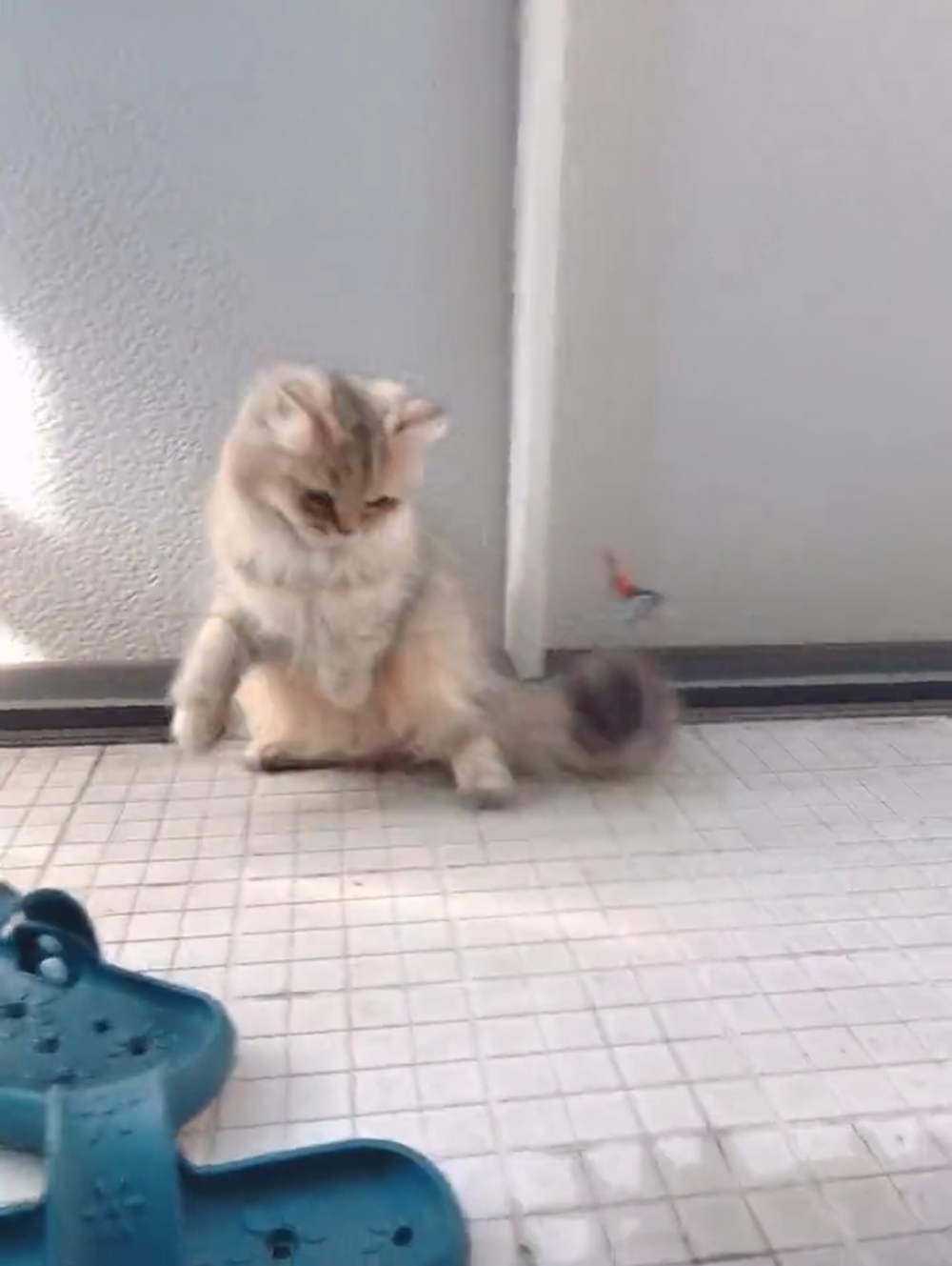 喵：紗門快打開讓朕進去啦！