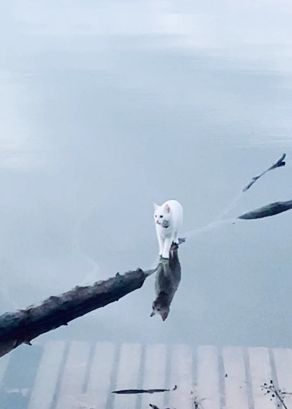 奴才：好高貴的感覺啊