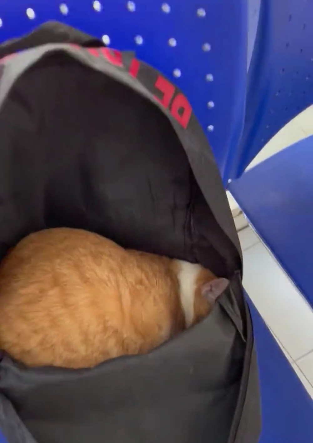 奴才：你以為這樣就看不見你了嗎？