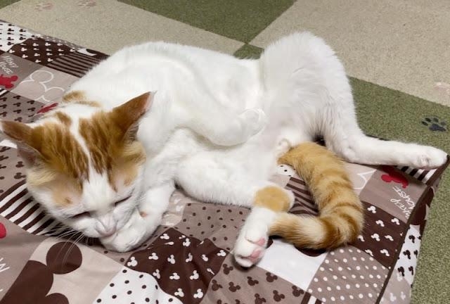 奴才：太粗魯了！