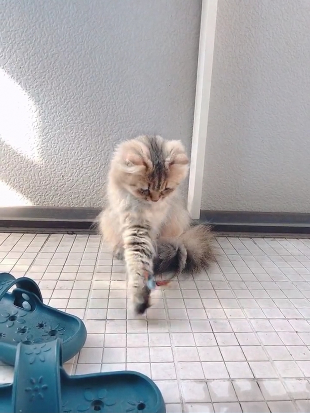 喵：奴才反應太大了吧