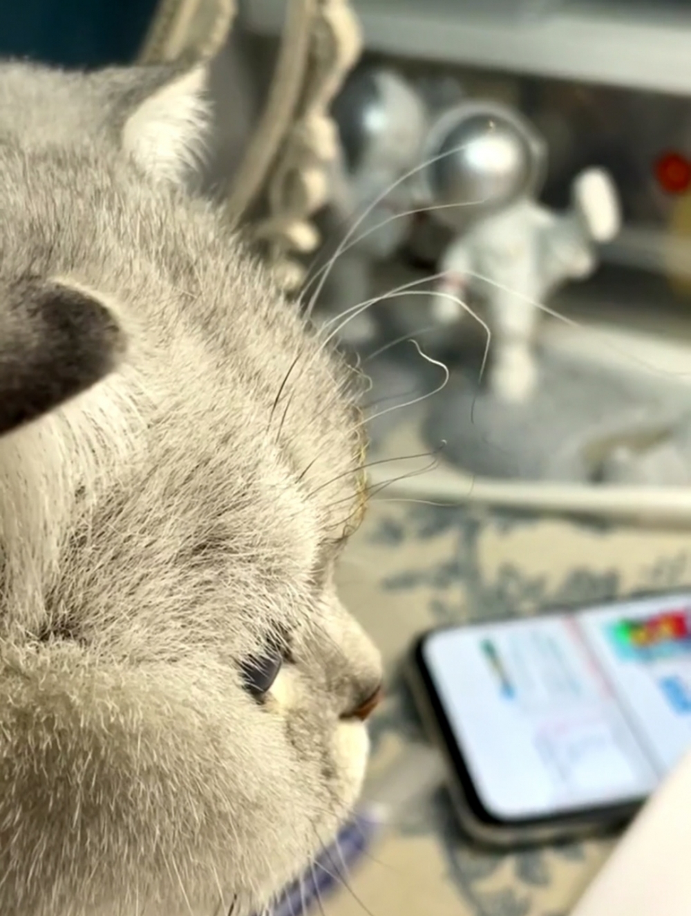 喵：什麼！朕的眉毛也很珍貴的誒~