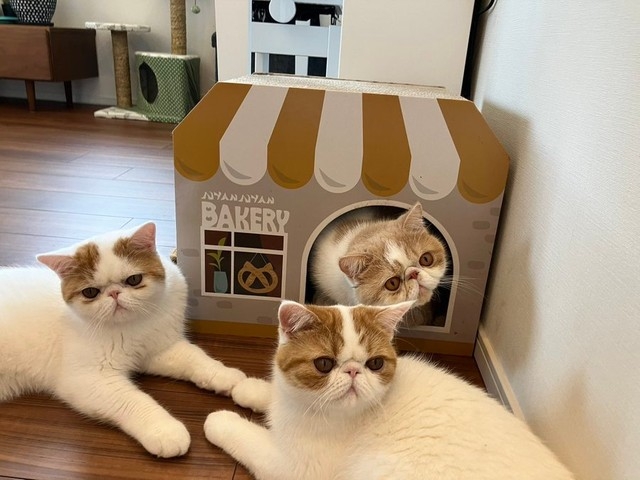 奴才：既幸福又困擾