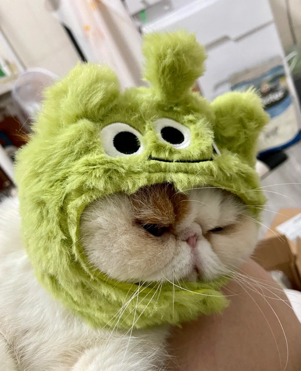 喵：朕命令你趕快拿下來啦！