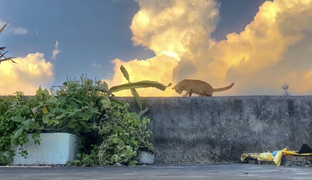 喵：一言為定喔！