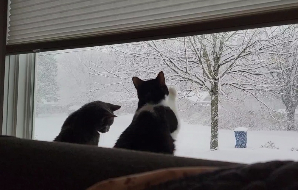 奴才：好可惜，外面太冷了，不能帶你們出去~