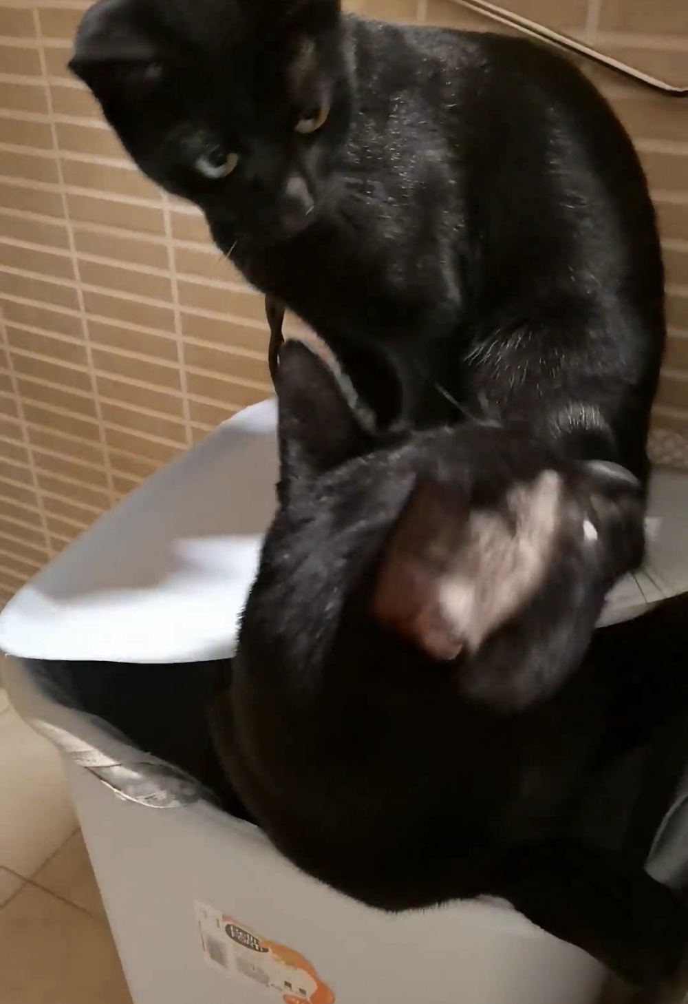 奴才：這次你算是立功了