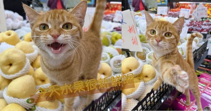 水果攤的王牌推銷員~賣水果啦！快來買新鮮的水果囉~貓咪還會看鏡頭誒