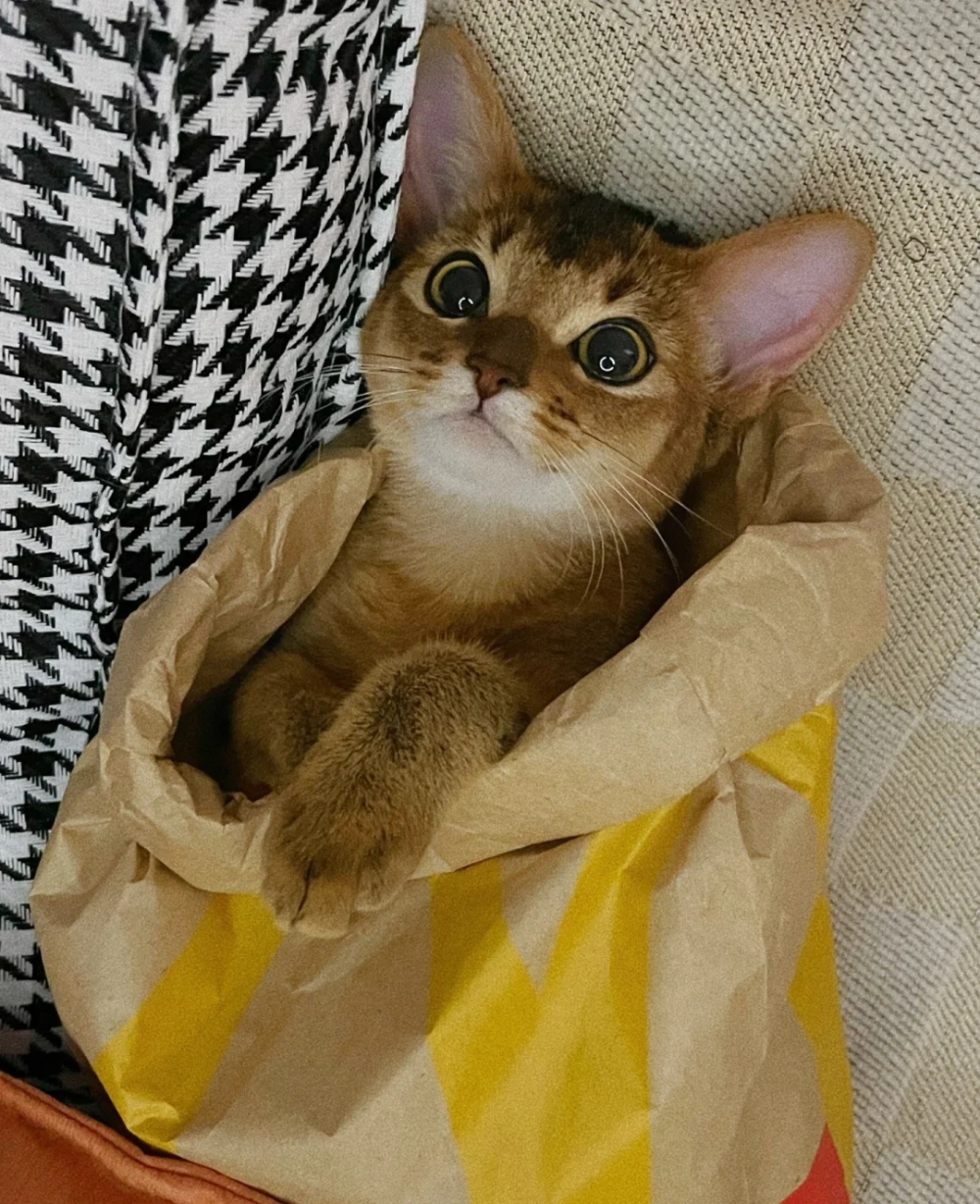 奴才：這是在自虐嗎？