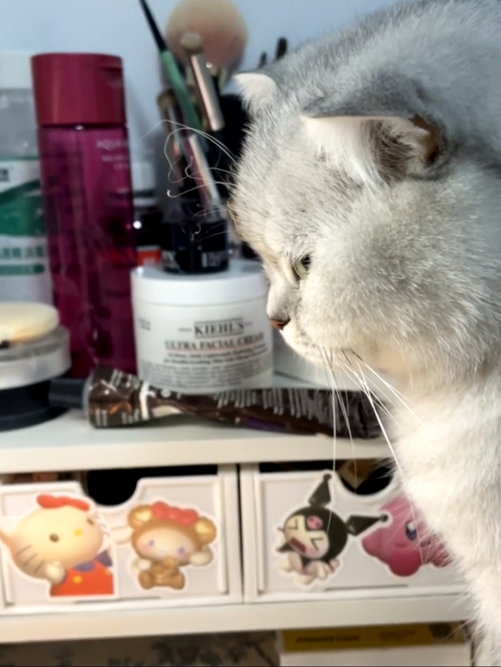 小貓咪生氣ing…