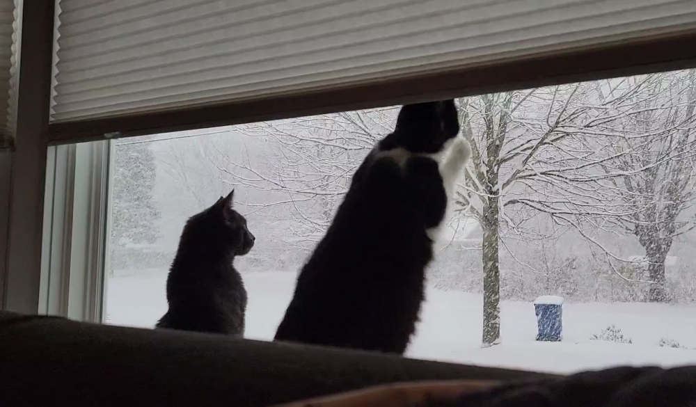 喵：朕好像抓到了