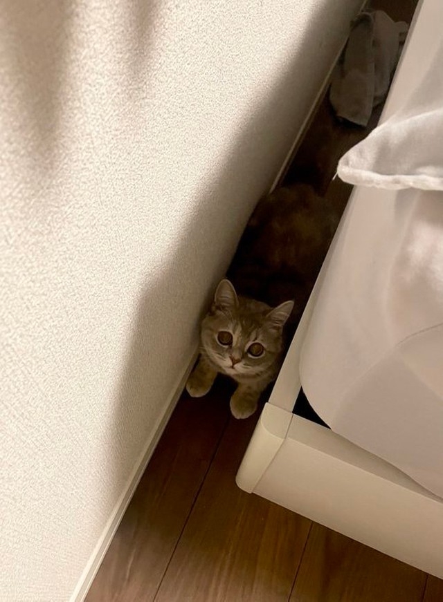 奴才：鈴鐺聲把你給出賣了