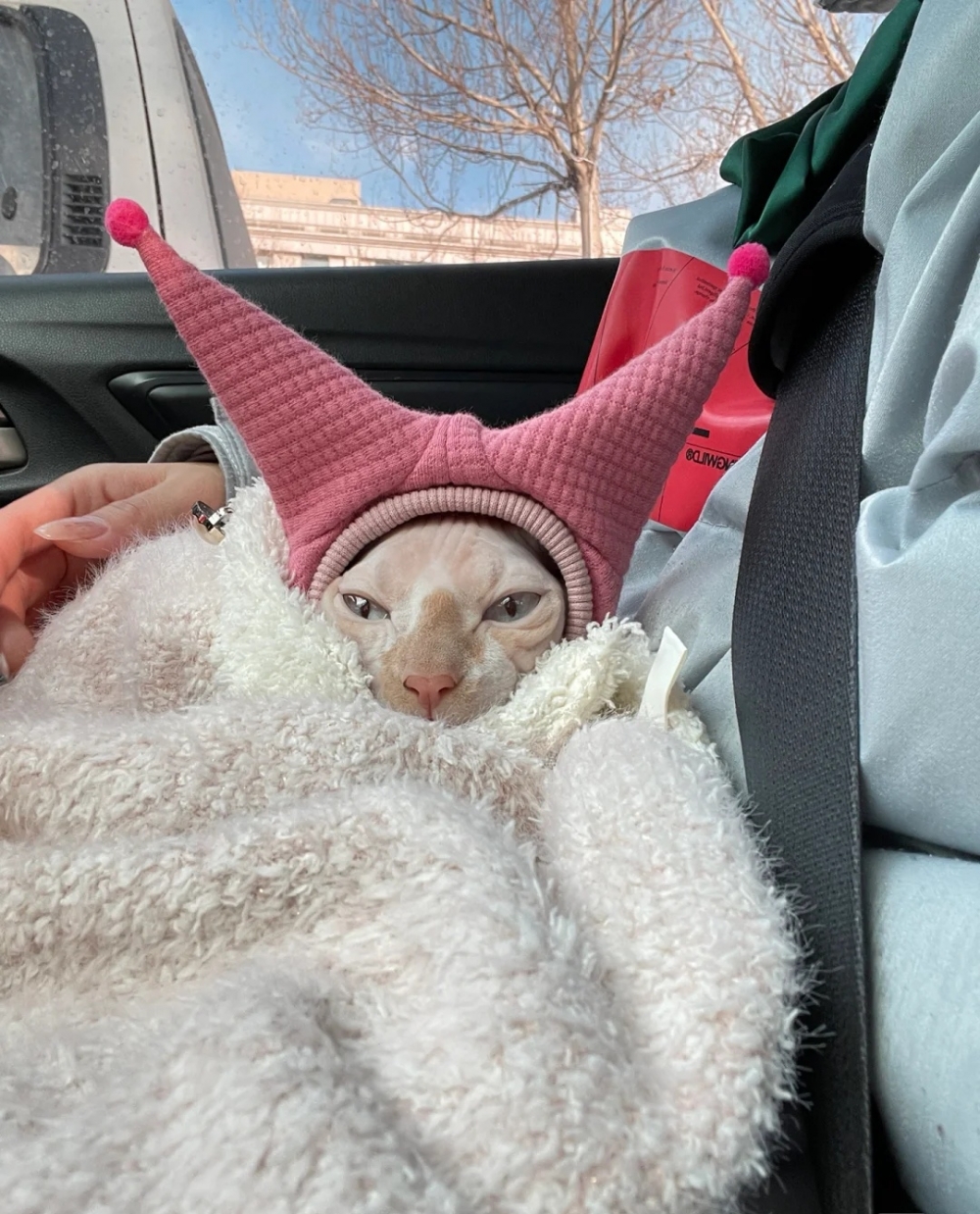 喵：太冷了，一定要出門嗎？