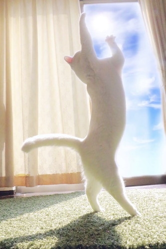 喵：朕可是十項全能喵喔