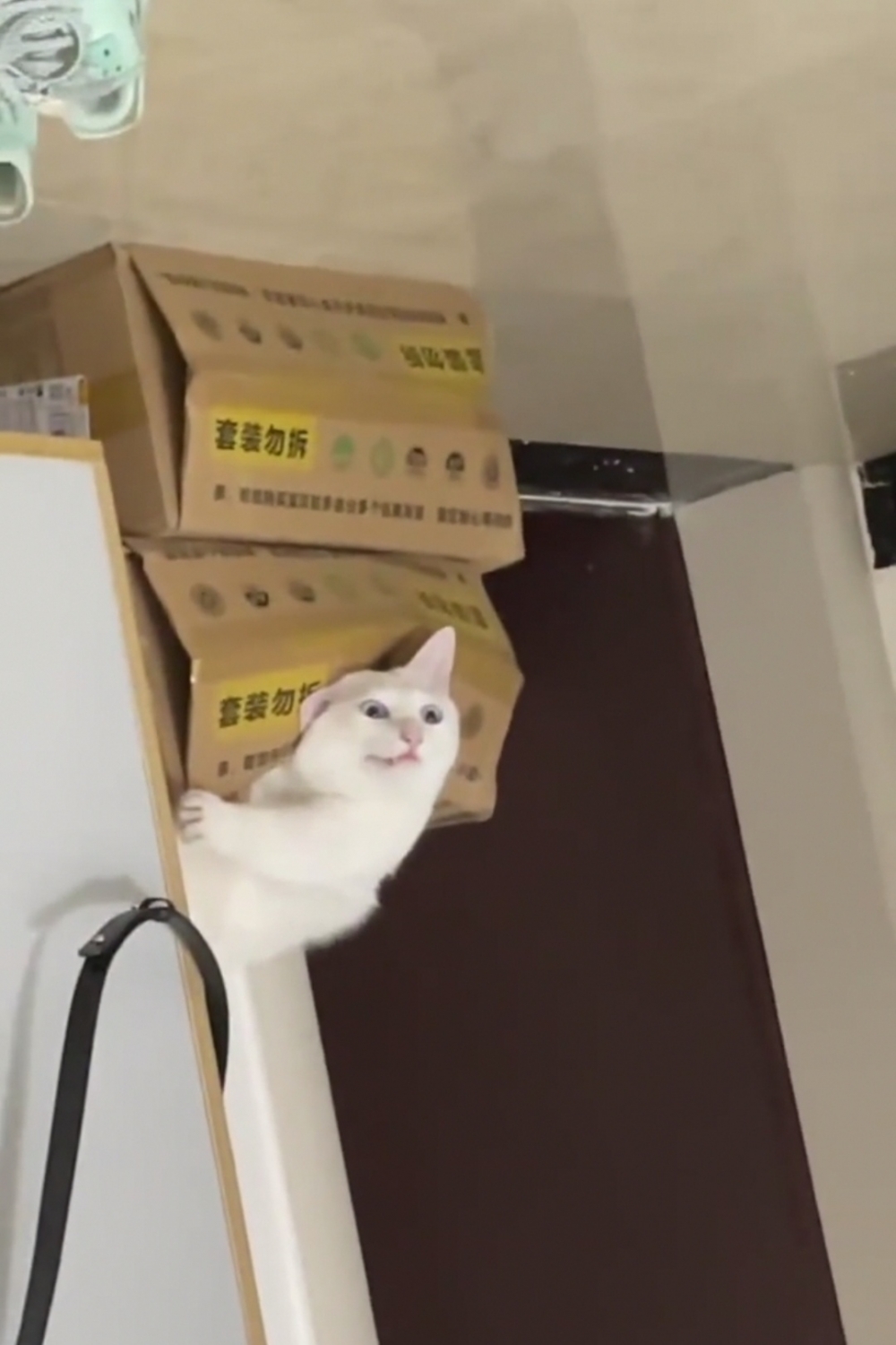 喵：都看清楚一點喔~找不出破綻嗎？